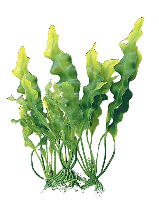 complexo de algas na nata